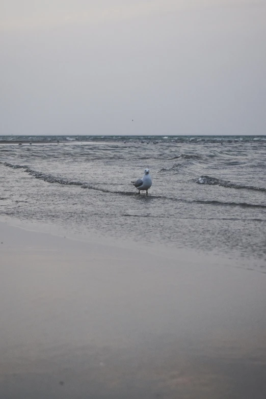 a bird standing on top of a beach next to the ocean, middle of the ocean, in the evening, rough water, beaching