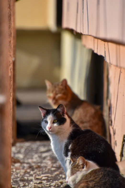 a couple of cats sitting next to each other, a picture, by Jan Tengnagel, in a village, up-close, late afternoon, 2 animals