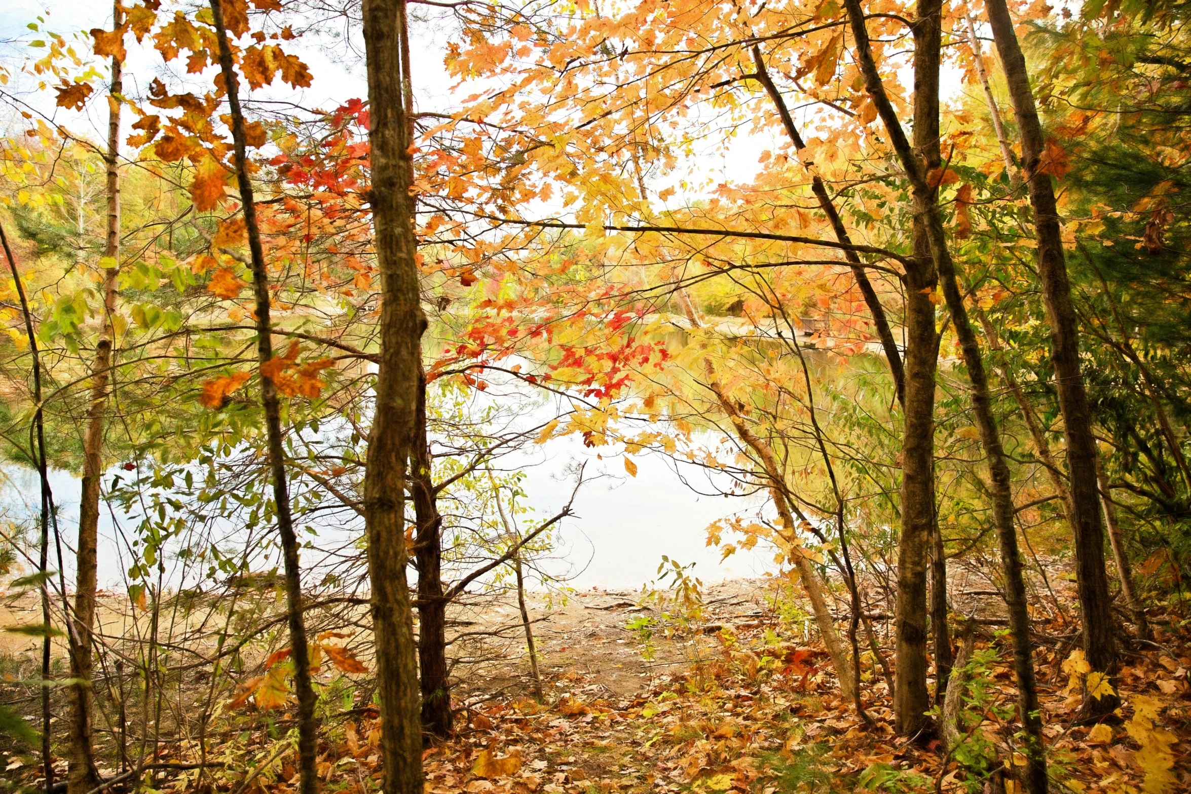 a red fire hydrant sitting in the middle of a forest, by Pamela Drew, visual art, lake in the distance, lots of leaves, panoramic shot, brown