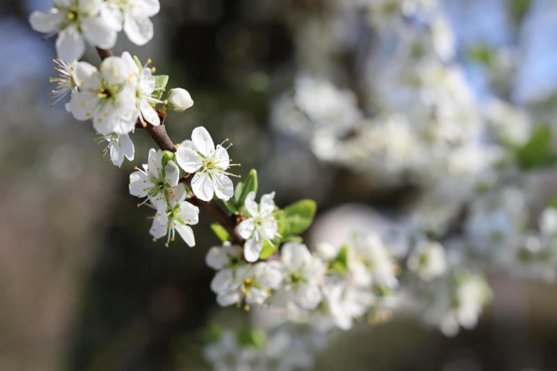 a branch of a tree with white flowers, trending on unsplash, background image, portrait mode photo, highly rendered, manuka