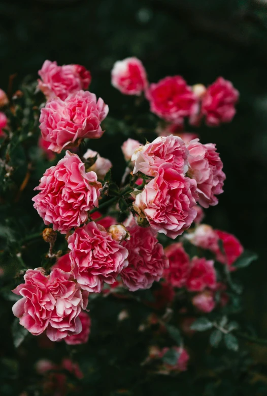 small bunch of flowers sitting in front of green leaves