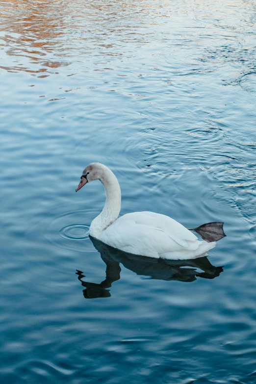 a white swan floating on top of a body of water, reykjavik, in the water