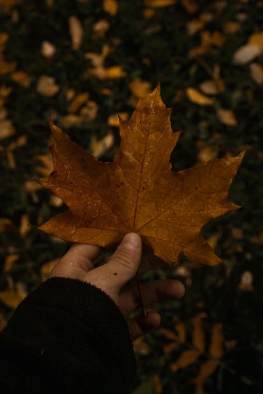 a person holding a leaf in their hand, pexels contest winner, wearing a brown, quebec, high-quality photo, album cover