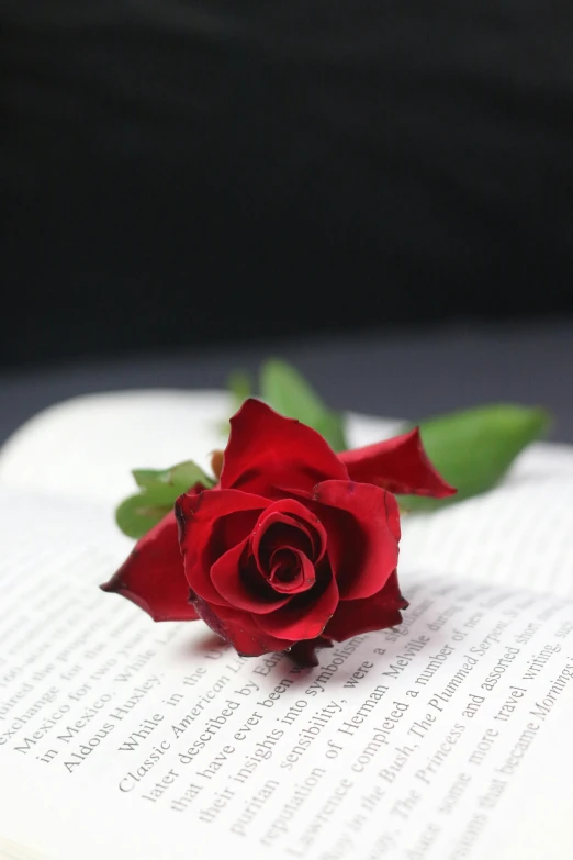 a single rose is sitting on an open book