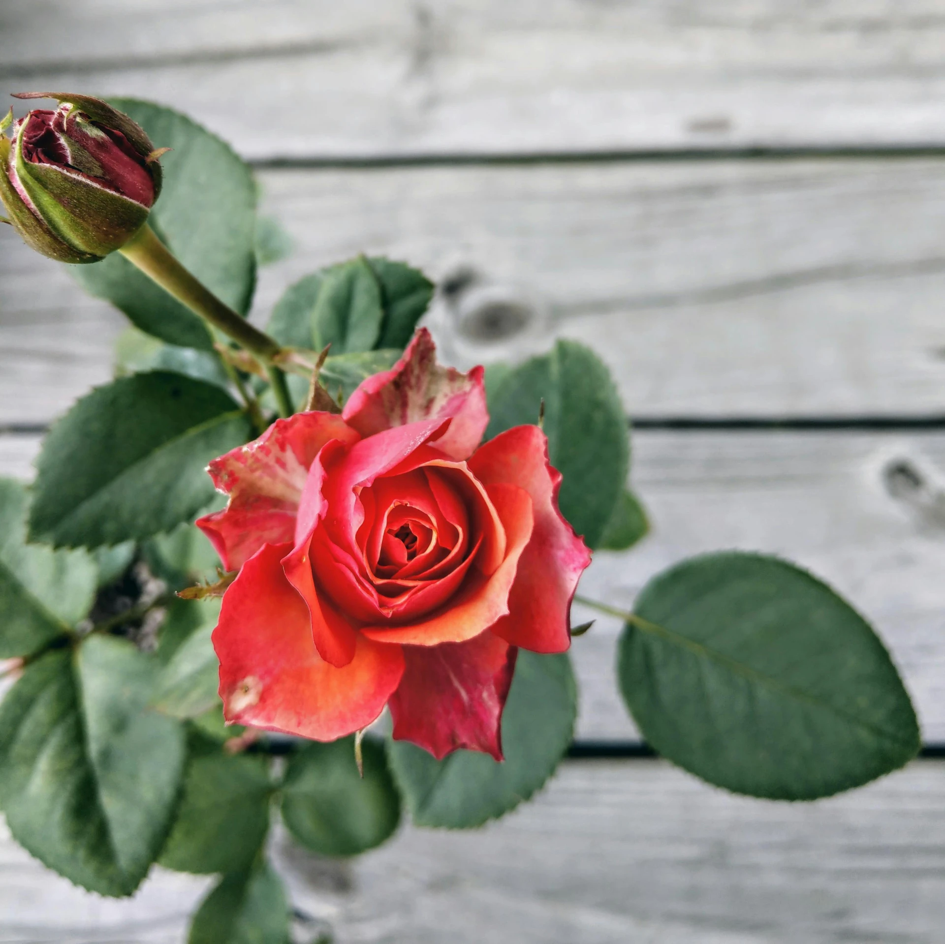 closeup of single flower of rose on wood planks