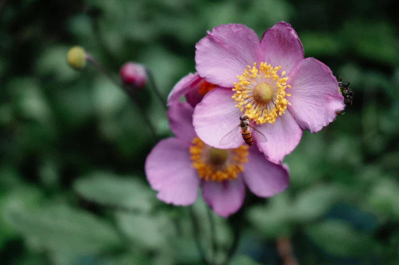 a close up of a pink flower with a bee on it, pexels contest winner, arts and crafts movement, grey, himalayan poppy flowers, cottagecore hippie, purple and yellow
