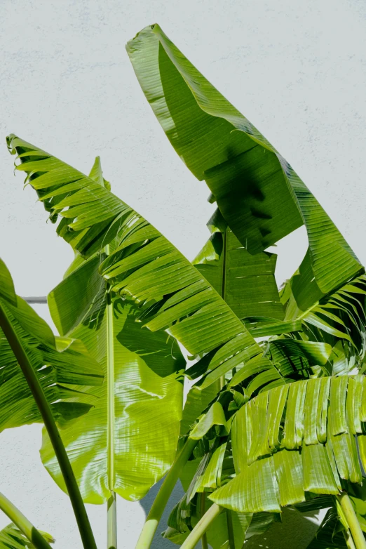 a close up of a banana tree with green leaves, visual art, green walls, lots of light, white background, green flags