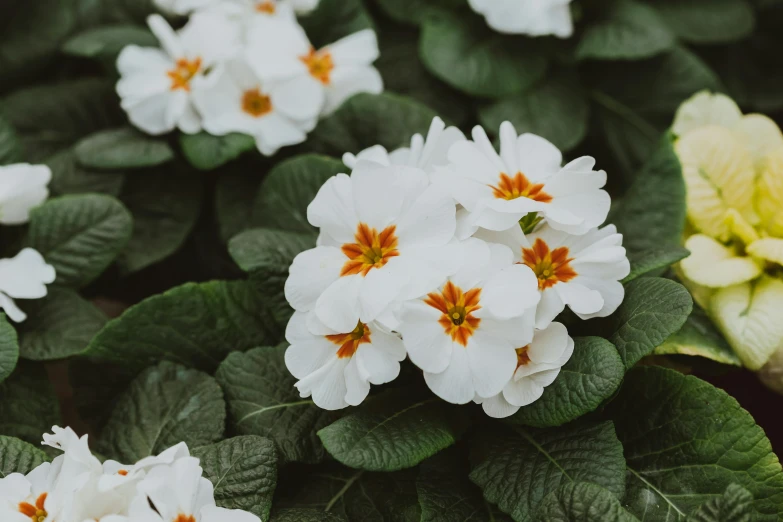 a group of white flowers sitting next to each other, unsplash, renaissance, white and orange, lush garden leaves and flowers, verbena, multi - coloured