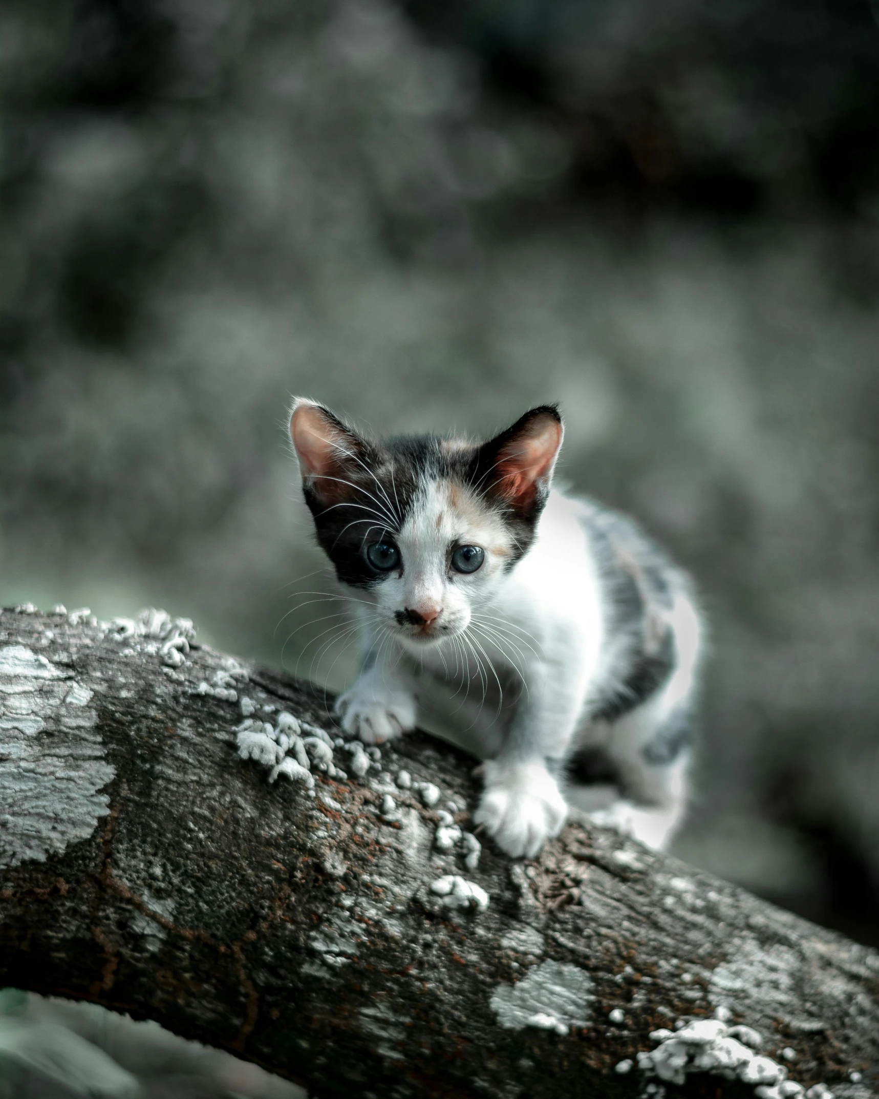 a small kitten sitting on top of a tree branch, unsplash, photorealism, non-binary, ready for battle, high-quality photo, grey ears