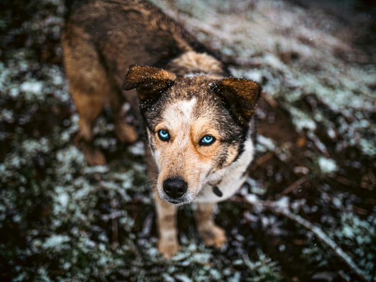a dog with blue eyes standing in the snow, a portrait, pexels contest winner, avatar image, mixed animal, a high angle shot, gif
