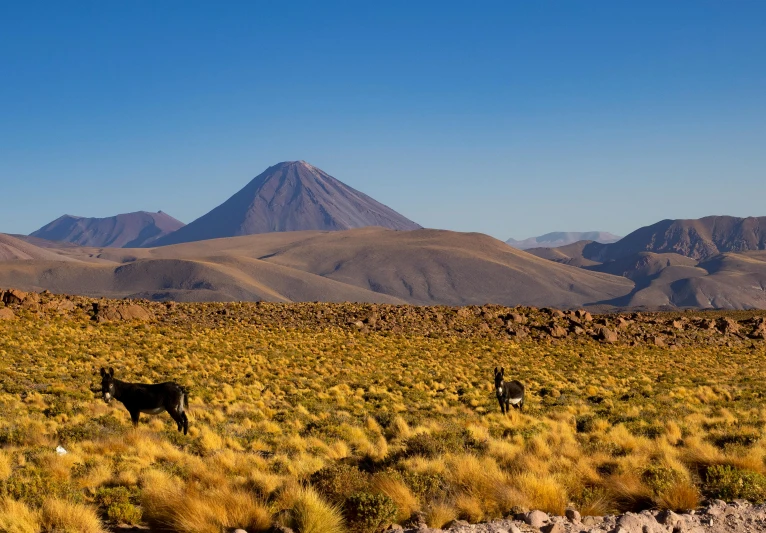 some animals walking in the desert with mountains behind them