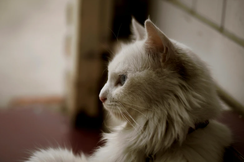 a white cat sitting on top of a red floor, a picture, unsplash, furry art, close - up profile, grey, looking outside, fluffy''