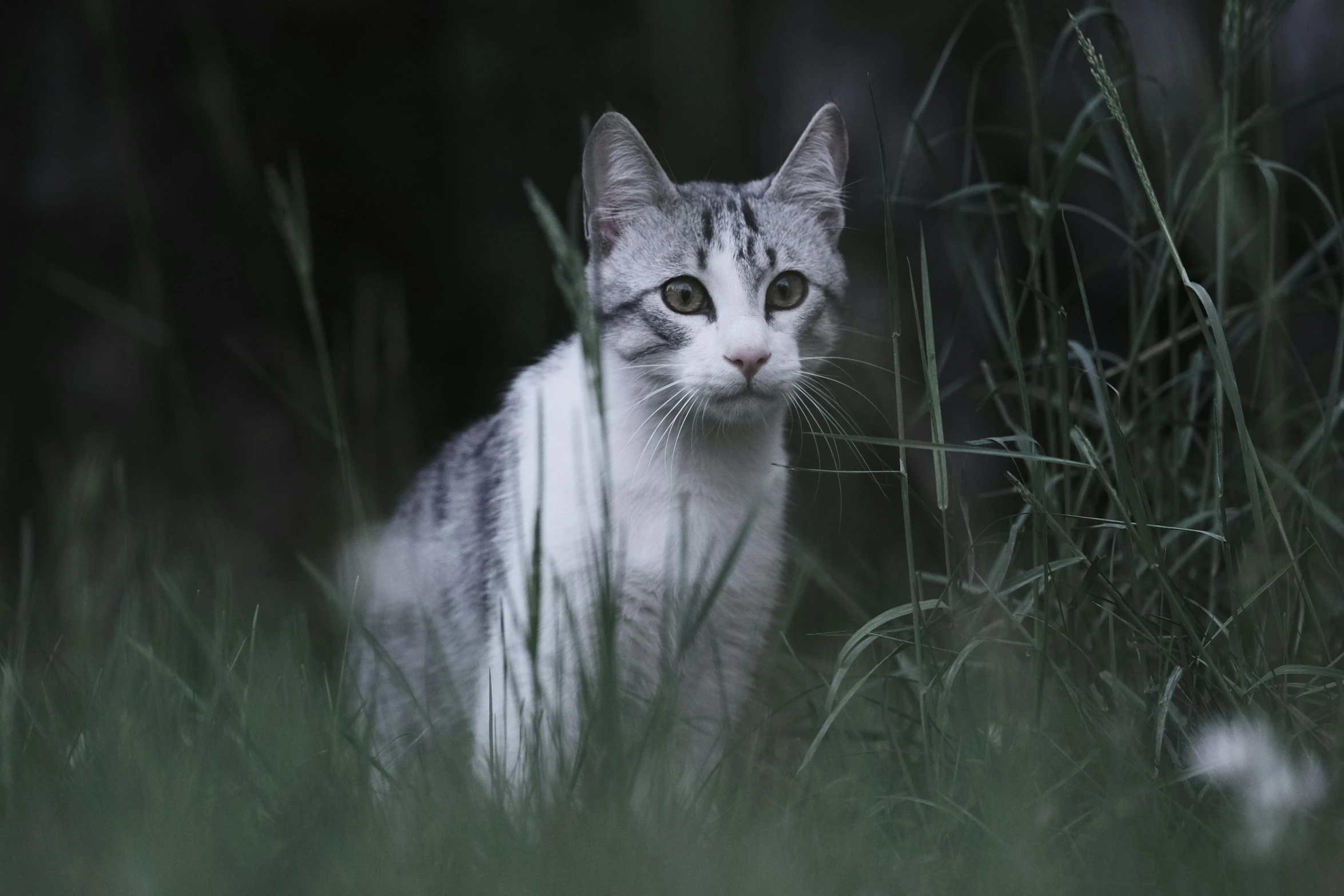 a cat that is sitting in the grass, out in the dark, white and grey, getty images, hunting