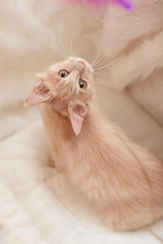 a cat sitting on top of a bed next to a stuffed animal, portrait of albino mystic, hanging upside down, cute furry needs your help, demur