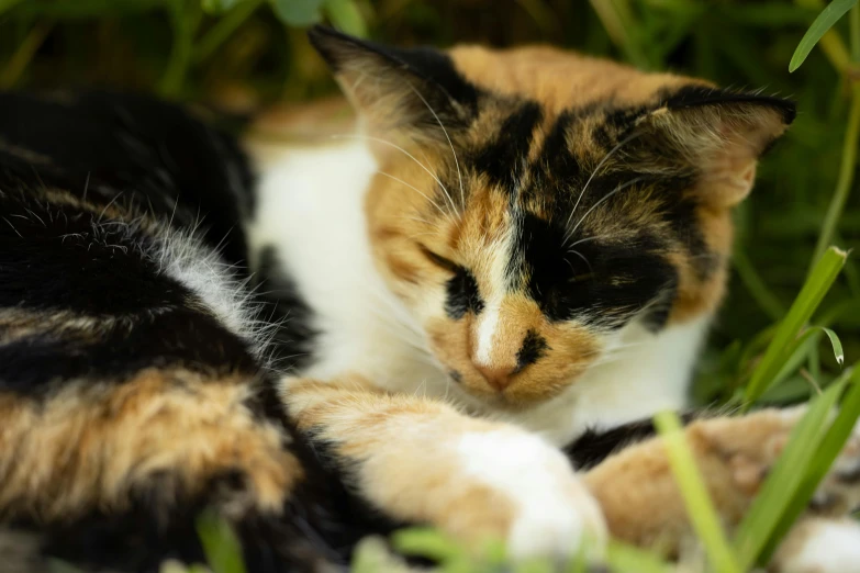 a cat that is laying down in the grass, by Julia Pishtar, unsplash, calico cat, eyes closed, mixed animal, avatar image