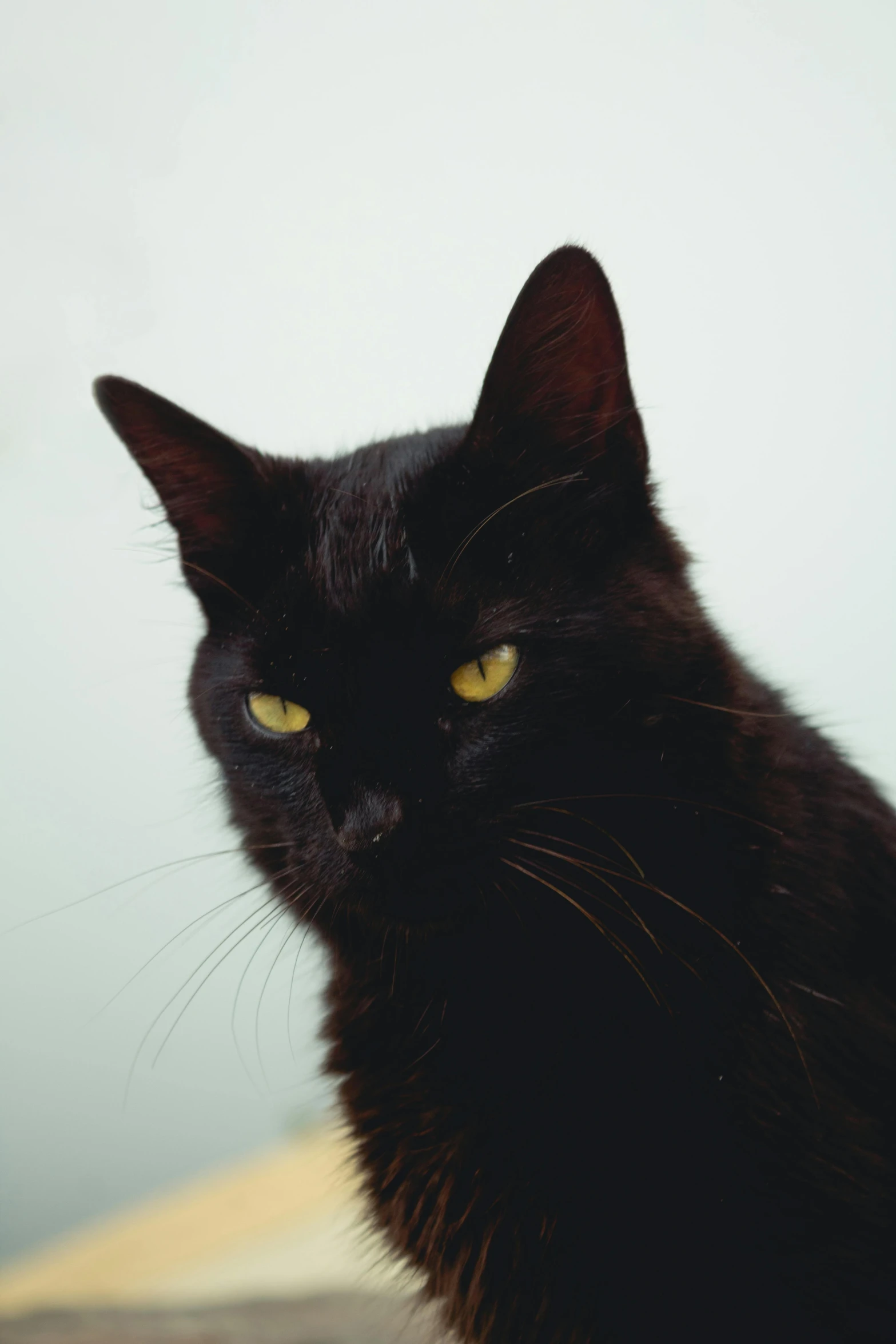 a black cat sitting on top of a wooden table, an album cover, unsplash, scowling, sleek yellow eyes, profile picture, getty images