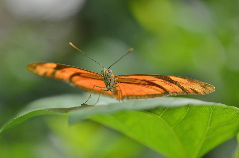 a close up of a butterfly on a leaf, pexels contest winner, long orange hair floating on air, high detail 4 k, museum quality photo, undertailed