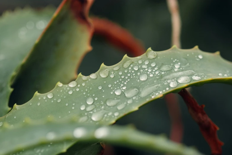 a close up of a plant with water droplets on it, trending on unsplash, photorealism, dramatic sharp thorns, tooth wu : : quixel megascans, sustainable materials, detailed product image