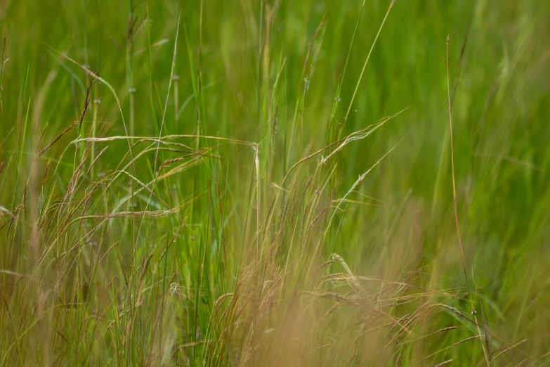 a bird sitting on top of a lush green field, by David Simpson, unsplash, stylized grass texture, full frame image, multicoloured, brown