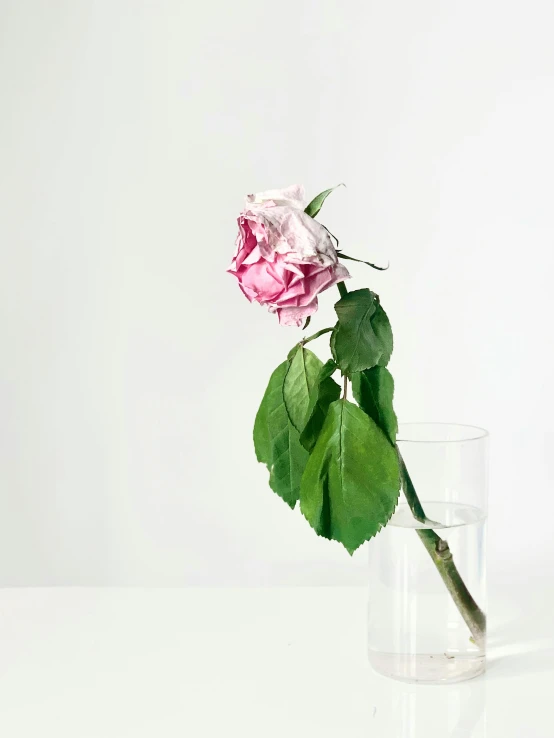 a single rose in a glass of water