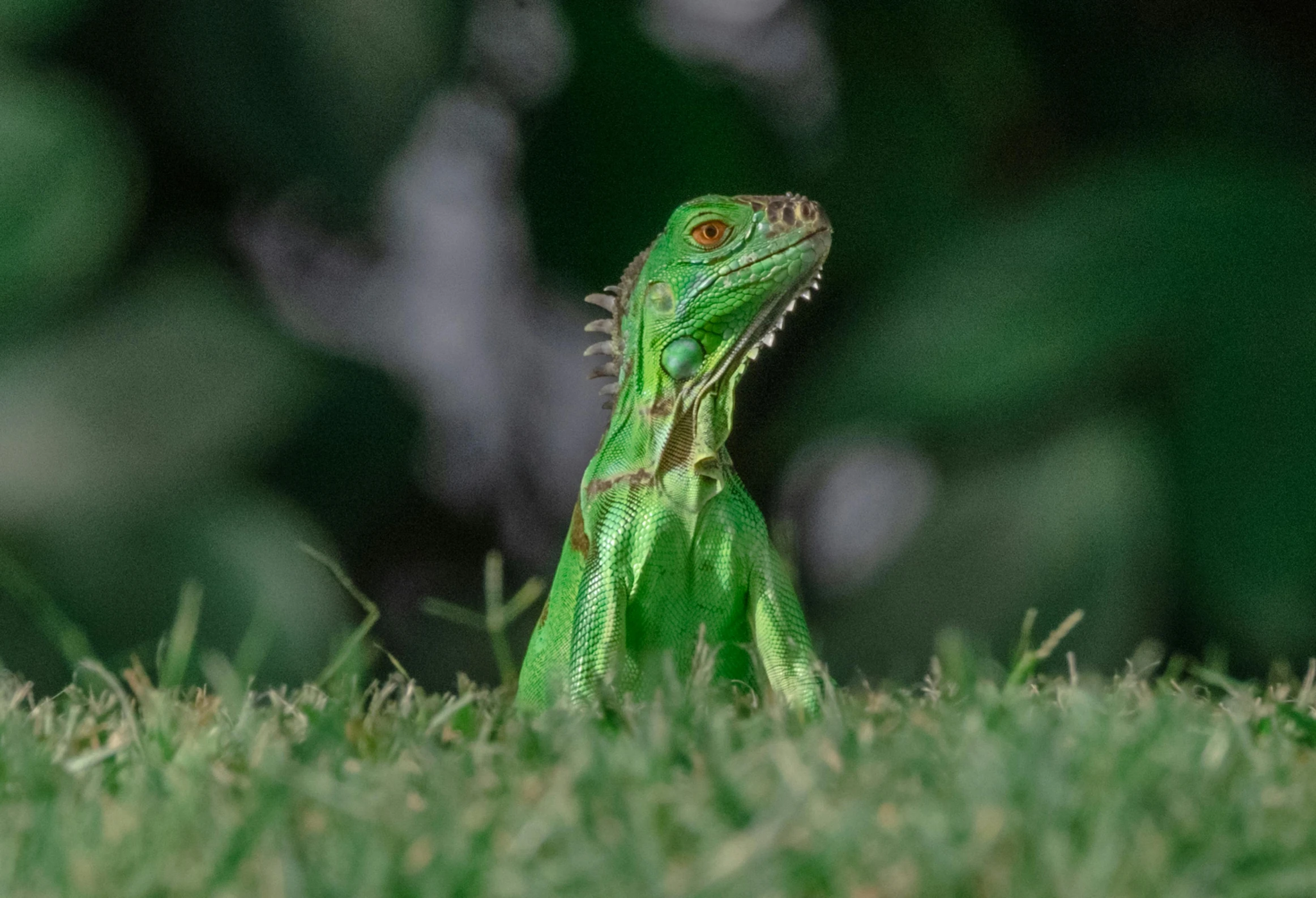 a green lizard sitting on top of a lush green field, pexels contest winner, photorealism, pet animal, dragon fodder, iguana, green