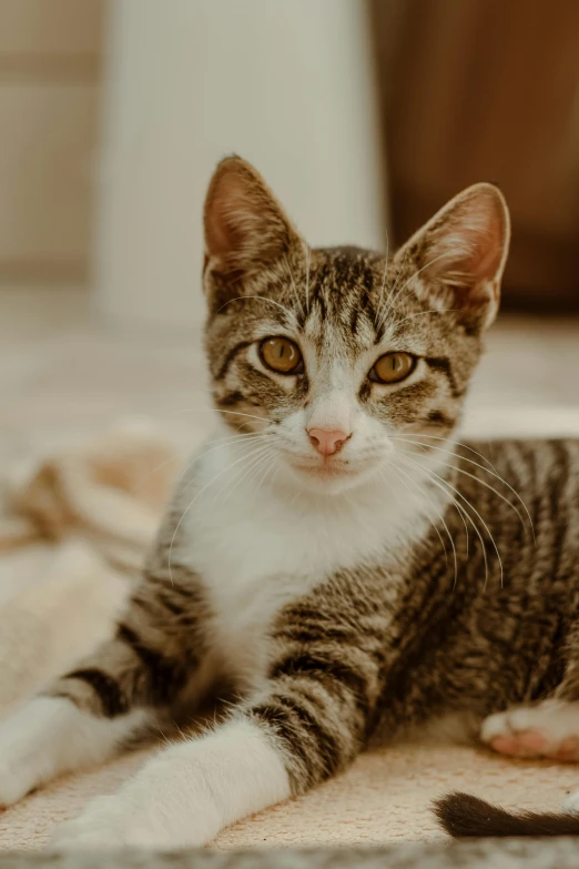 a cat that is laying down on the floor, pexels contest winner, short brown hair and large eyes, ready to model, high resolution photo, full body close-up shot