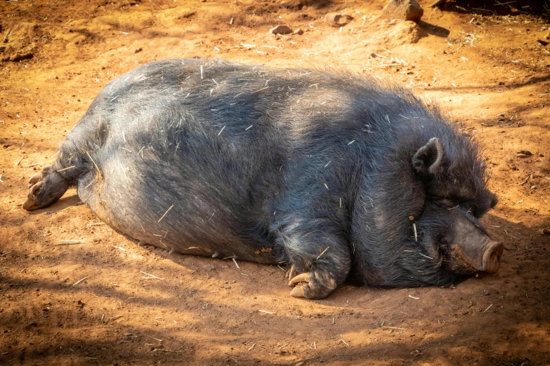 a pig that is laying down in the dirt, by Jan Tengnagel, pexels contest winner, hurufiyya, on a hot australian day, manbearpig, pot-bellied, profile image