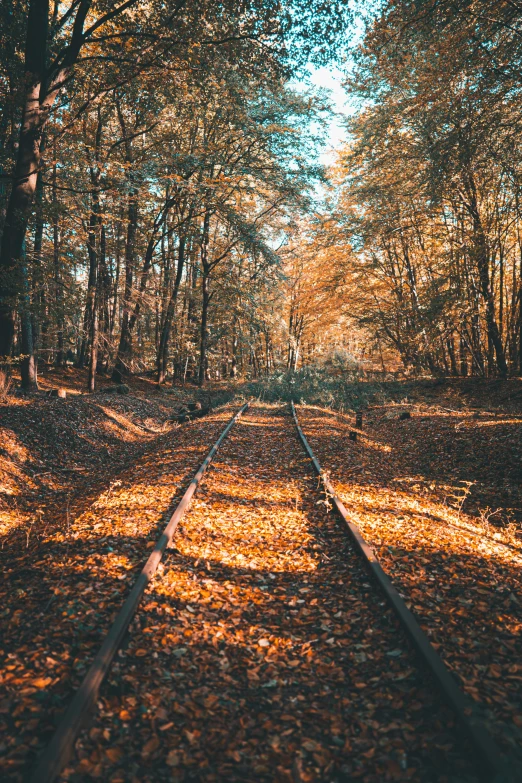 a view down a tree lined track through the woods