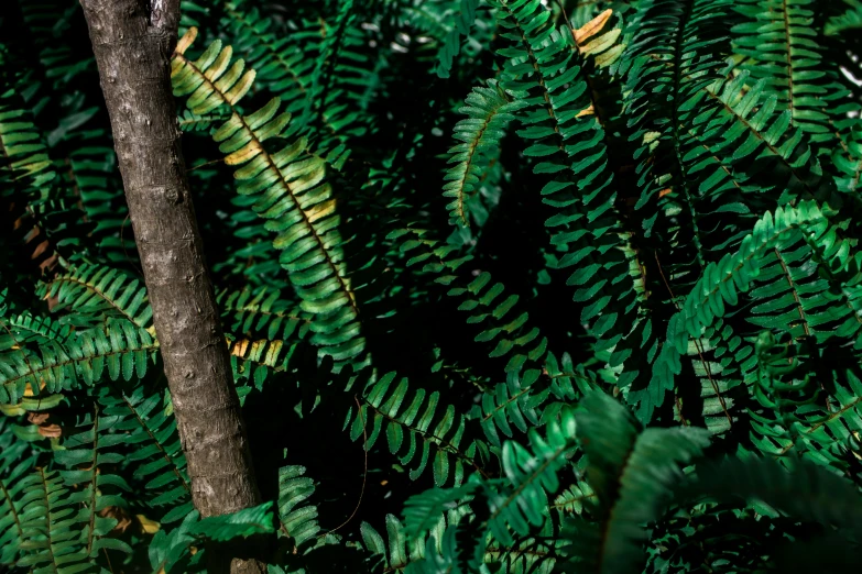 a red fire hydrant sitting on top of a lush green forest, an album cover, inspired by Elsa Bleda, trending on pexels, hurufiyya, psychedelic fern, made of leaves, zoomed in shots, australian bush