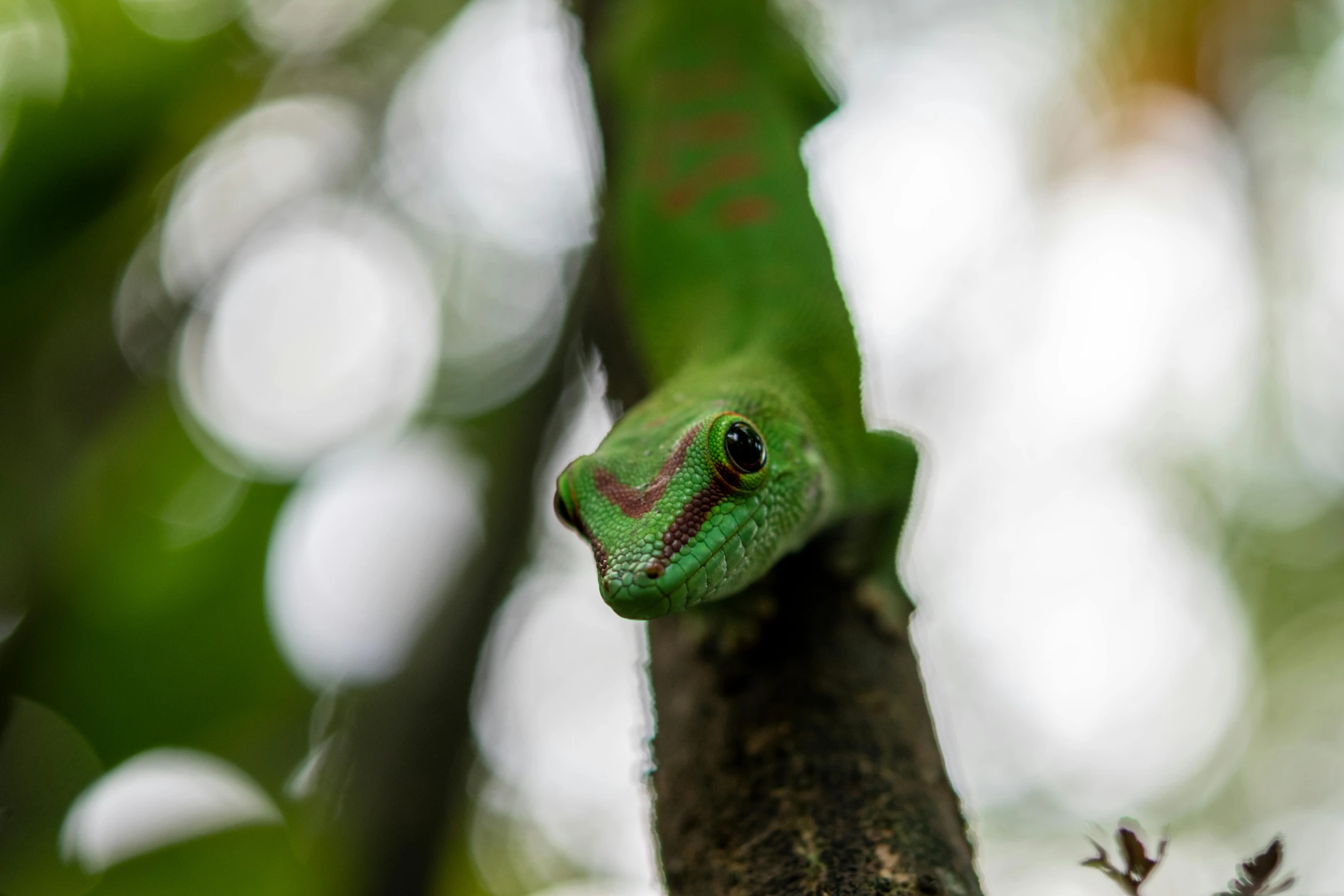 a green lizard sitting on top of a tree branch, a portrait, trending on pexels, renaissance, snakes on a plane, pink and green, digital image, gecko sitting inside a terrarium