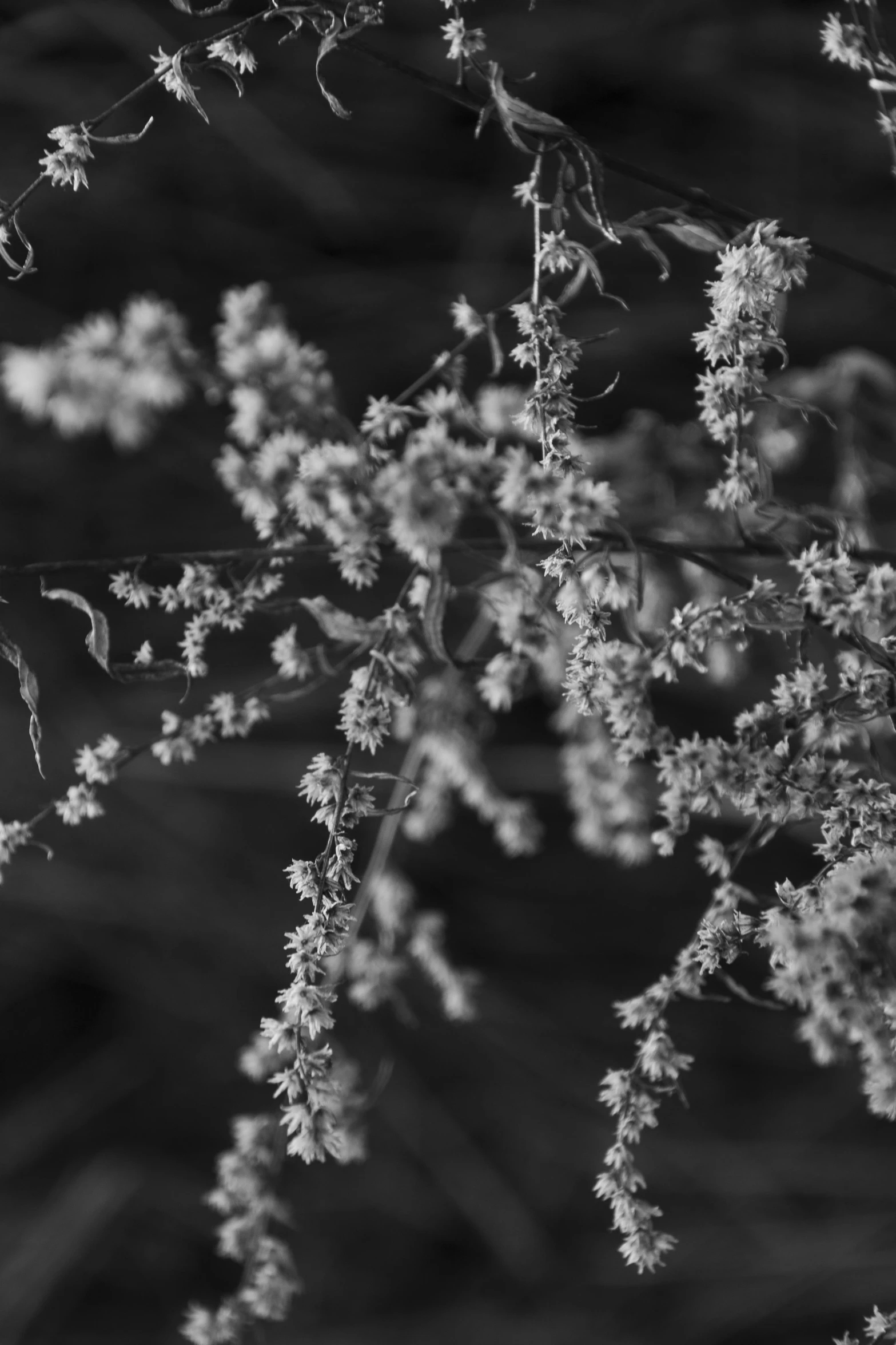 a close up of a flower on a tree