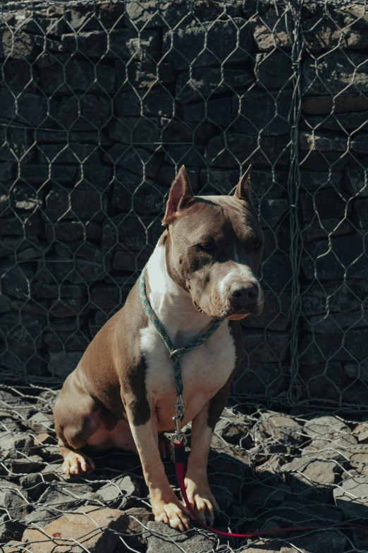 a brown and white dog sitting next to a fence, a portrait, unsplash, renaissance, cyborg - pitbull, low quality photo, rapper, grey