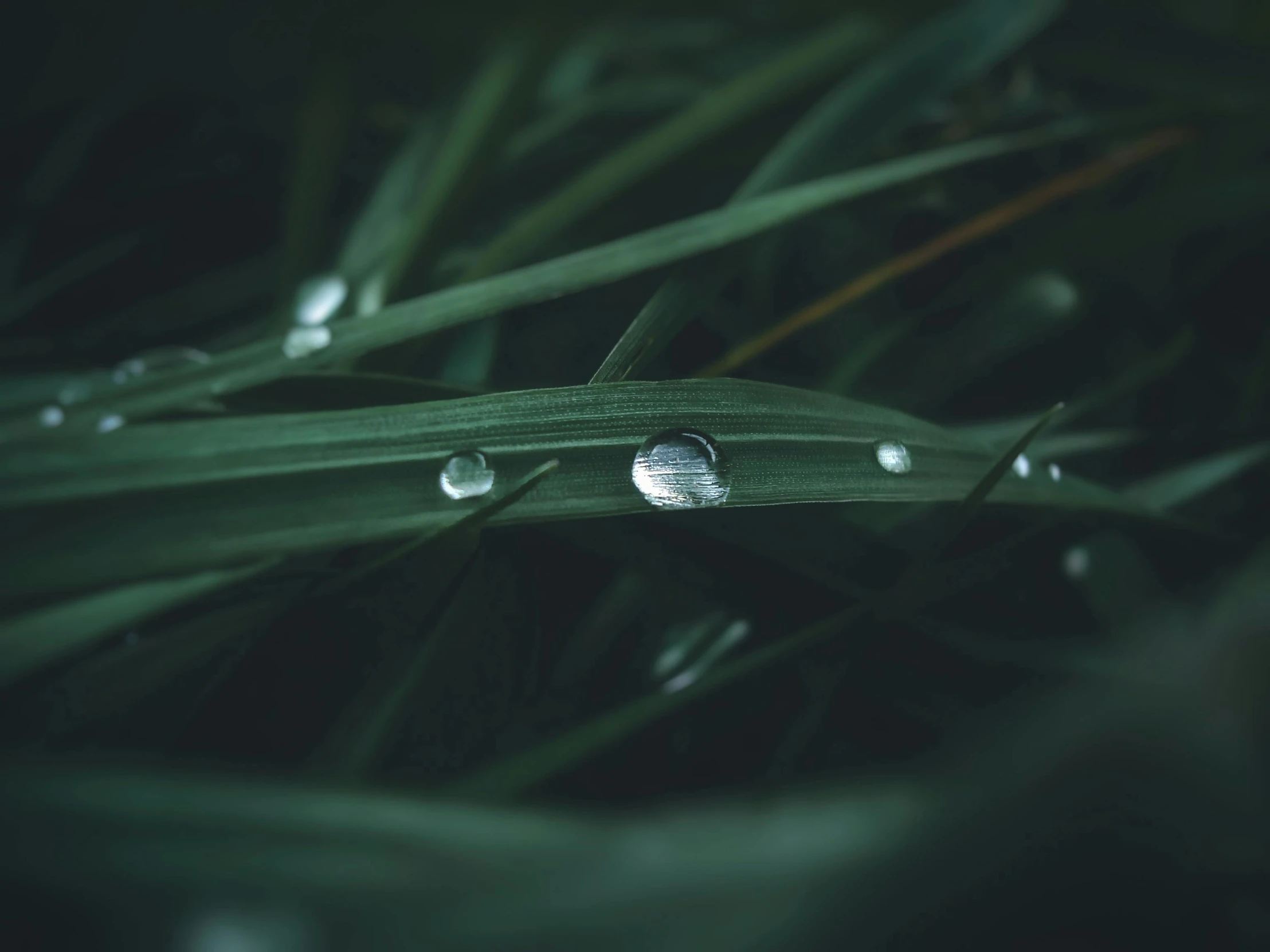 a close up of a leaf with water droplets on it, trending on pexels, reeds, high angle shot, photorealistic image, multiple stories