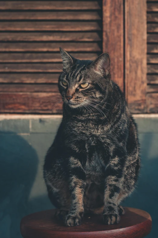 a cat sitting on top of a wooden stool, unsplash, renaissance, extremely handsome, sits on a rooftop, highly textured, trending photo