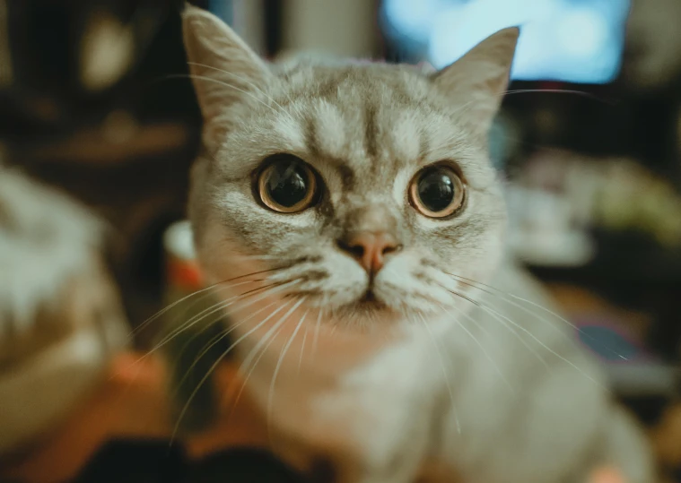 a close up of a cat looking at the camera, pexels contest winner, wide eyes shocked expression, gif, grey, high quality photo