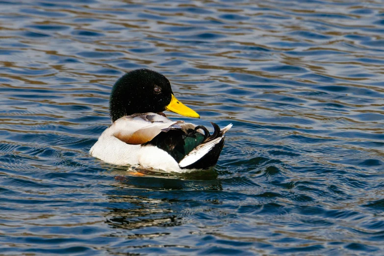 a duck floating on top of a body of water, a portrait, flickr, daffy duck, holding a white duck, rippling muscles, fishing