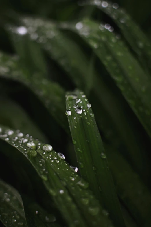 a close up of a plant with water droplets on it, dark green, reeds, zoomed out, detail shot