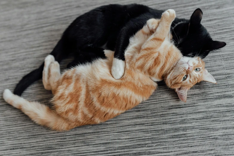 a couple of cats laying on top of each other, pexels contest winner, orange and black, four legs, dancing with each other, pinned down