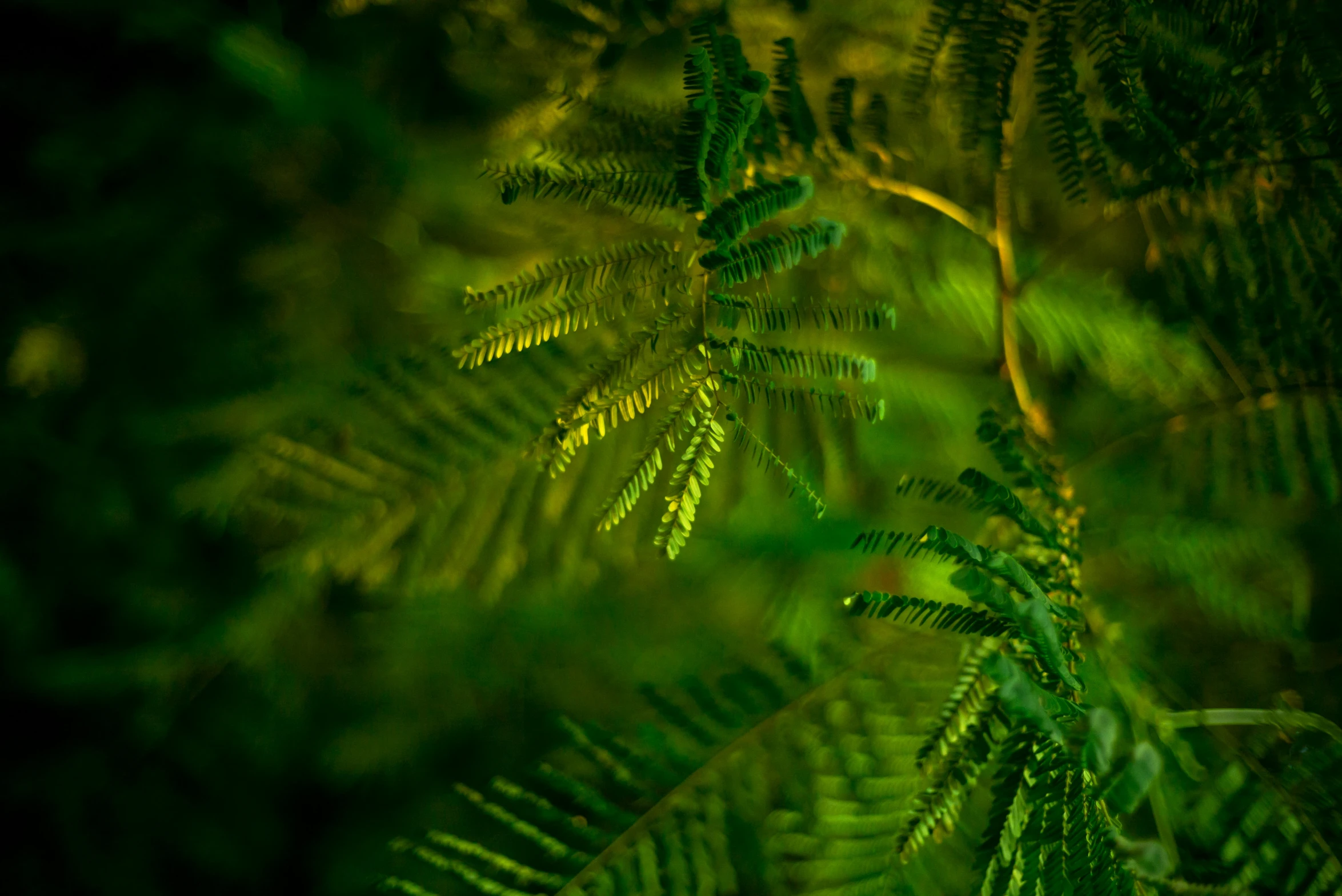 a close up of a plant with green leaves, an album cover, inspired by Elsa Bleda, pexels, hurufiyya, acacia trees, medium format. soft light, fern, night time