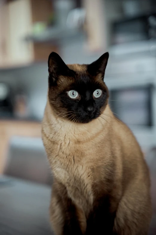 a siamese cat sitting on a couch in a living room, unsplash, smooth oval head, brown:-2, standing, thai