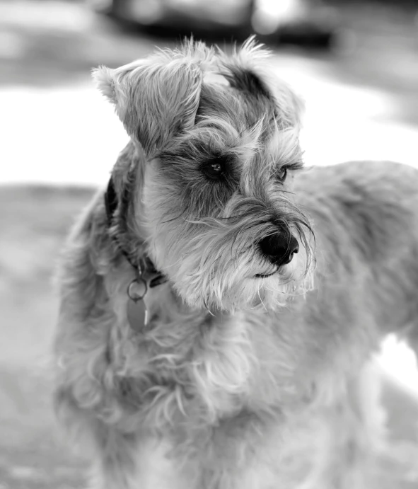 a black and white photo of a small dog, pexels, gray beard, 4k greyscale hd photography, breed corgi and doodle mix, rusty