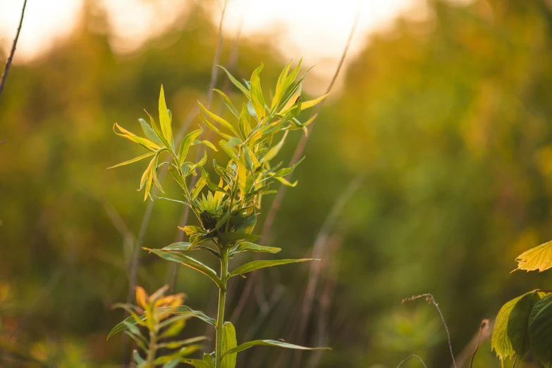 a close up of a plant in a field, a portrait, by Eglon van der Neer, unsplash, late summer evening, green and yellow, prairie landscaping, cannabis - sativa - field