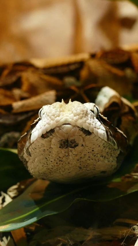 a stuffed animal sitting on top of a pile of leaves, reptile face, indoor picture, hatching, snake scales