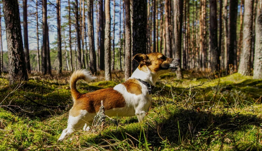 a brown and white dog standing in a forest, by Eero Järnefelt, pixabay contest winner, fan favorite, jack russel dog, pine forests, side - view