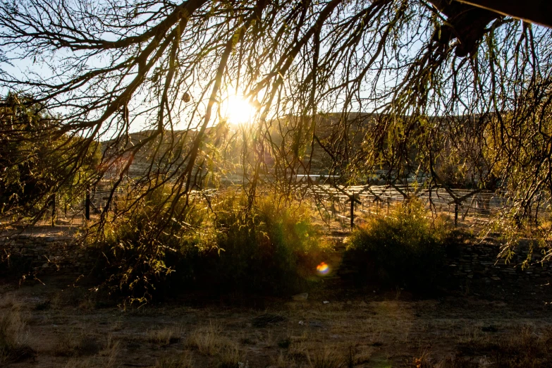 a sunbeame shines through the nches of a tree