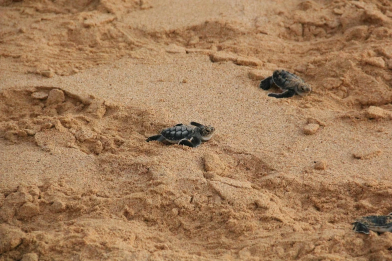 two baby turtles make their way to the ocean, by Dean Ellis, pexels contest winner, hurufiyya, red sand, shipibo, grey, thumbnail