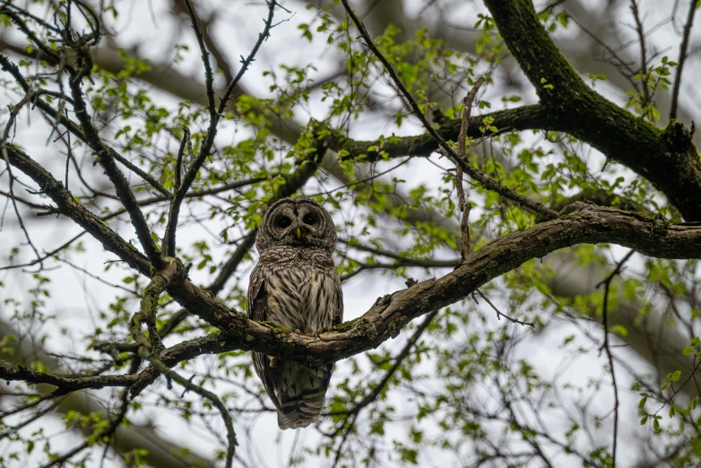 an owl sitting on top of a tree branch, by Robert Storm Petersen, pexels contest winner, fan favorite, overcast weather, a high angle shot, fullbody view