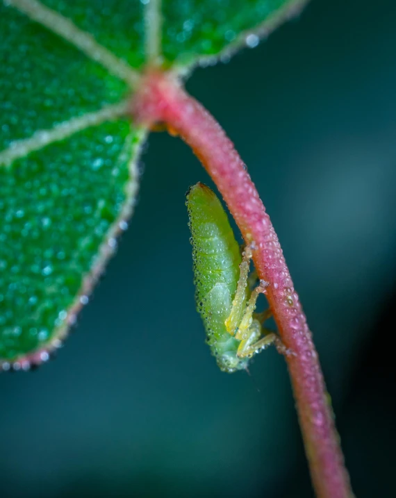 a close up of a leaf with water droplets on it, by Sebastian Spreng, hurufiyya, cute little creature, flowering buds, high-quality photo, close full body shot