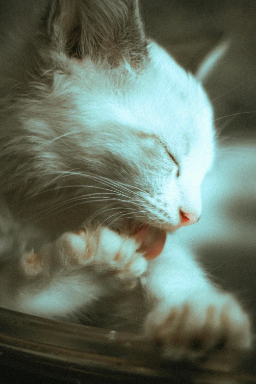 a close up of a cat laying on a table, white and pale blue toned, clenching teeth, hand on cheek, sleeping