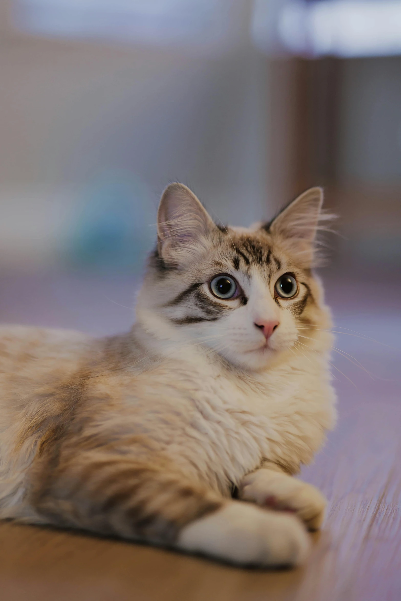 a cat that is laying down on the floor, fluffy ears, ready to model, whiskers hq, soft features